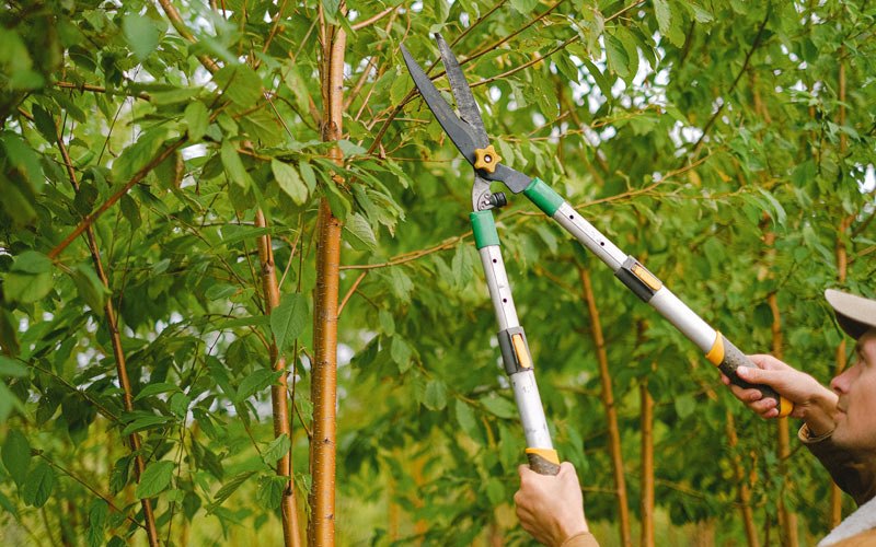 Tree trimming in Calamus, IA